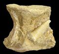 Cretaceous Fossil Fish Vertebrae & Tooth - Morocco #68805-2